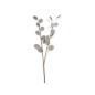 Kvist Penningblomma Grå 72 cm Kvist Penningblomma Grå 72 cm