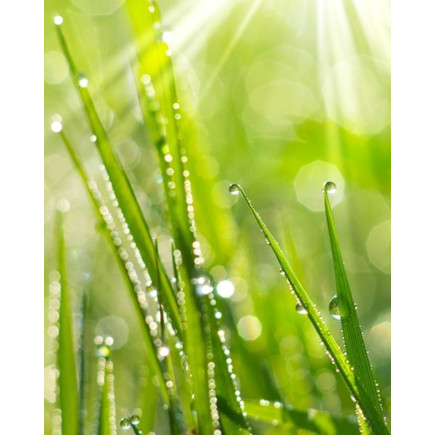 Doftolja Morgondagg 10ml