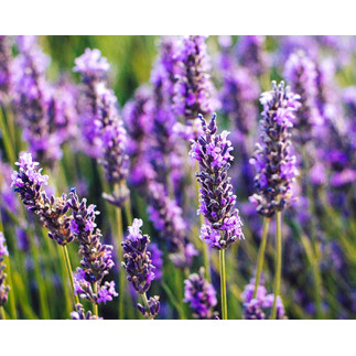 Doftolja Lavendel 10 ml