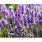 Doftolja Lavendel 10 ml