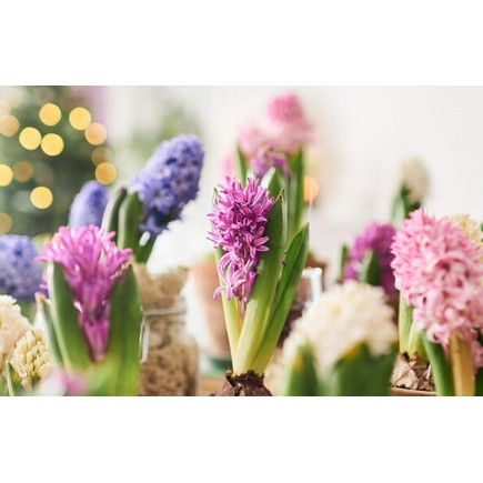 Doftolja Hyacint 10 ml